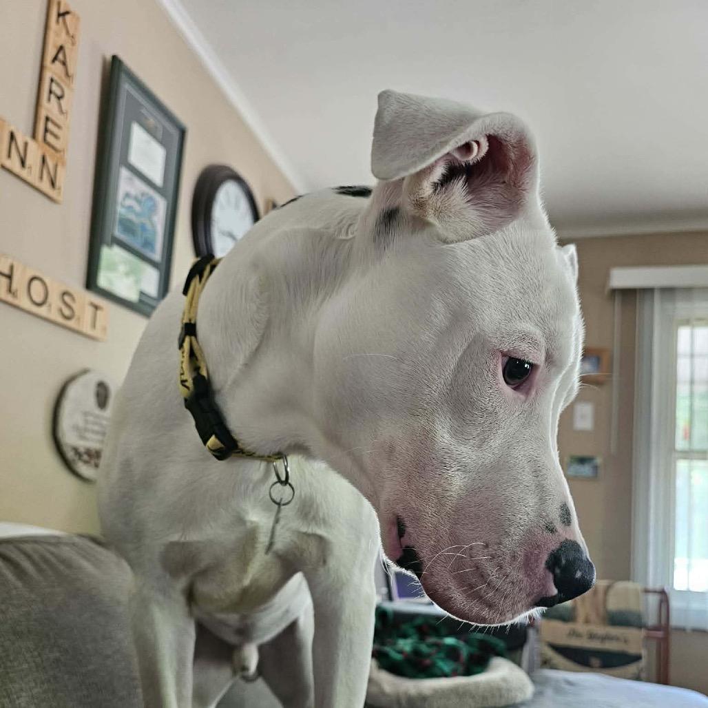 Enlarge Truman, a Adoptable mixed breed in Edwards, IL image 2/3