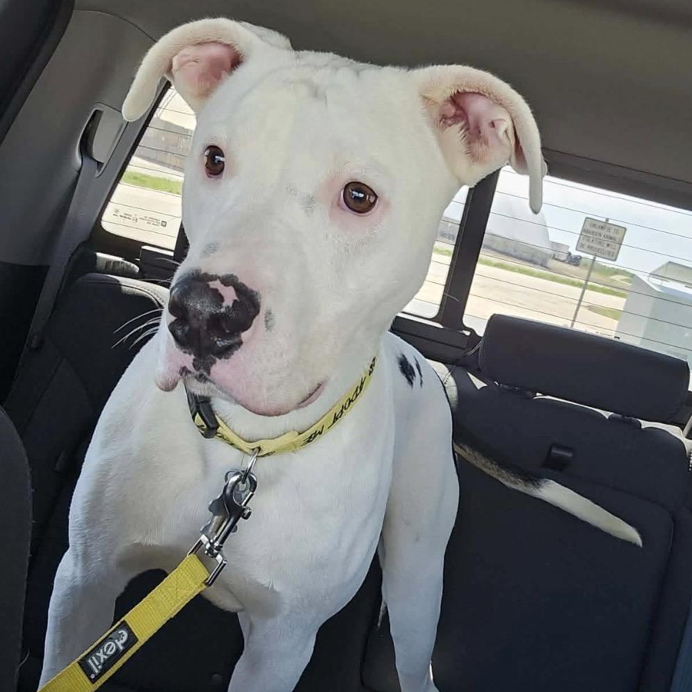 Enlarge Truman, a Adoptable mixed breed in Edwards, IL image 3/3