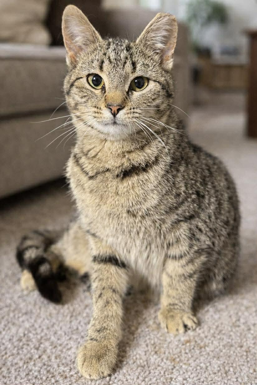 Enlarge Butterbean, an adopted Domestic Short Hair in Sioux Falls, SD image 3/3