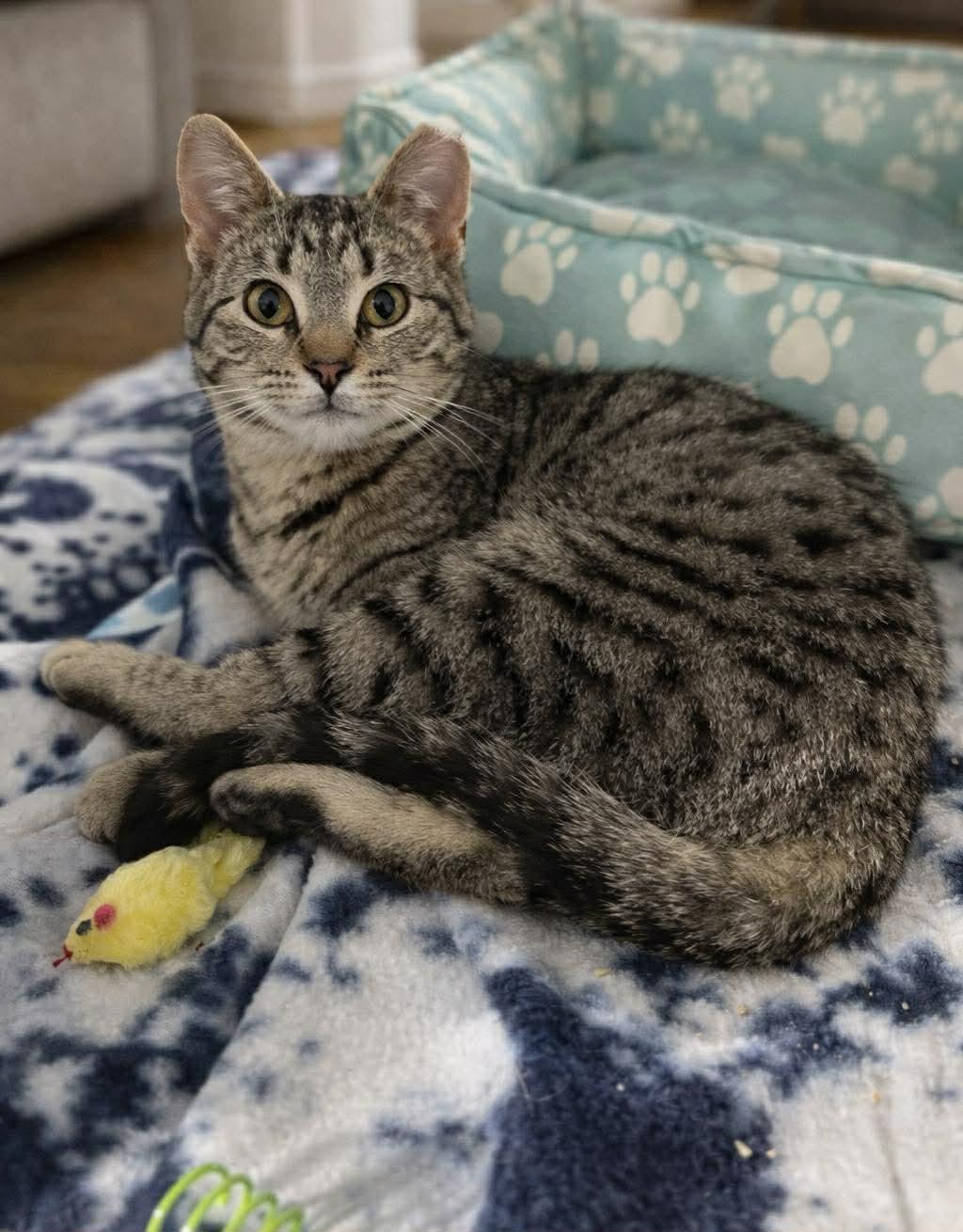 Butterbean, adopted, Kitten Female Domestic Short Hair.