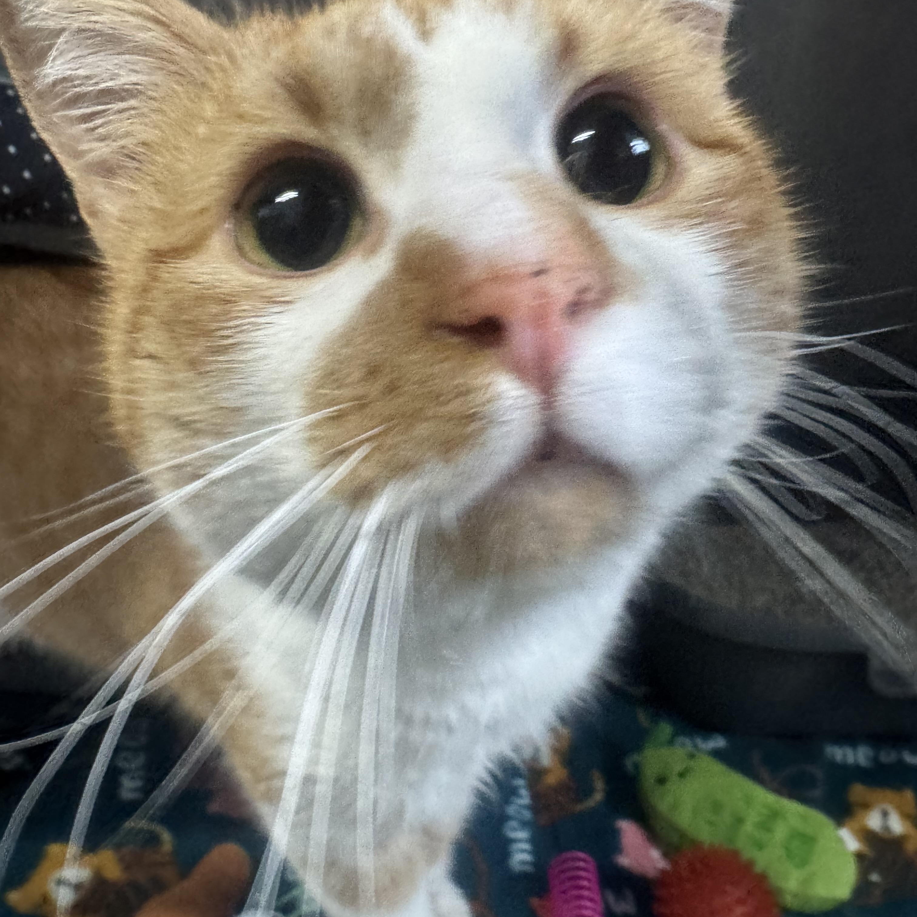 Enlarge Chex Mix, a ADOPTABLE mixed breed in Marshall, NC image 1/1