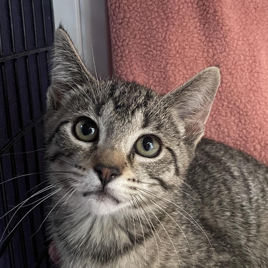 Enlarge Kelso, a Adoptable Domestic Short Hair in Chicago, IL image 1/1