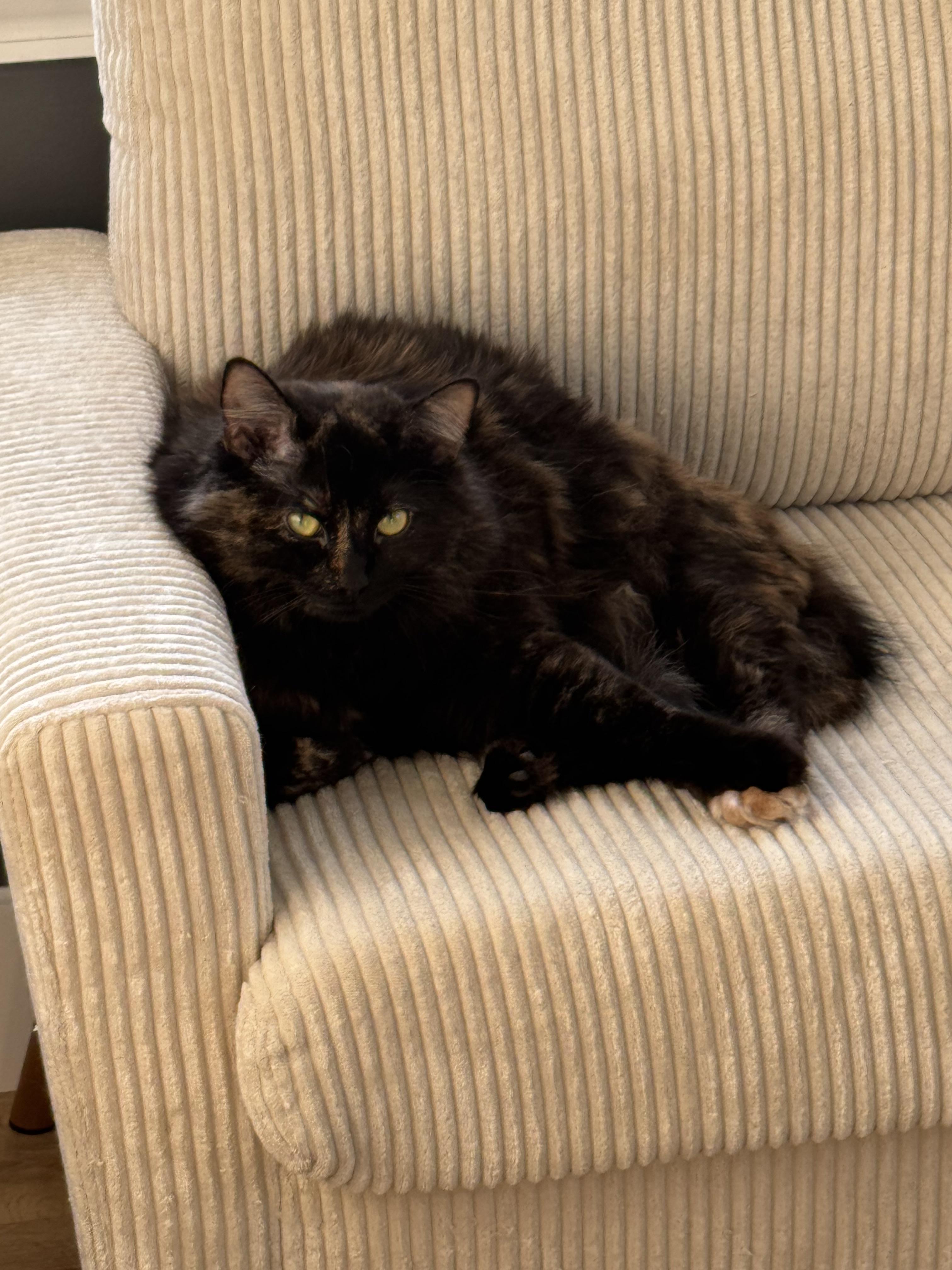 Chloe and Tango Bonded photo 5