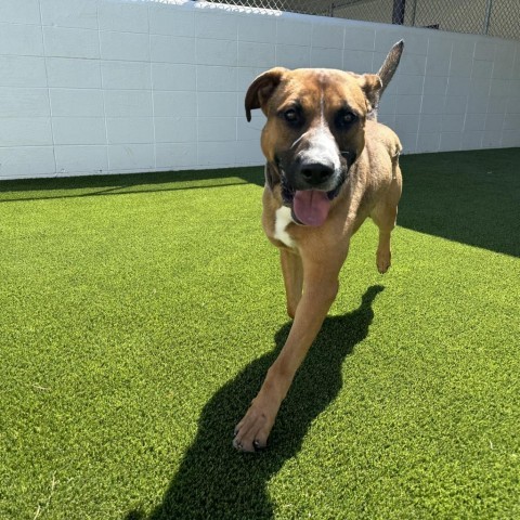 Duke, an adoptable German Shepherd Dog in Shorter, AL, 36075 | Photo Image 4
