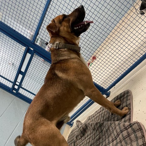 Duke, an adoptable German Shepherd Dog in Shorter, AL, 36075 | Photo Image 2