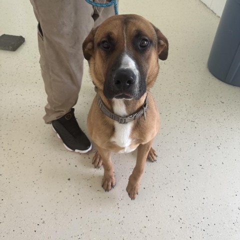 Duke, an adoptable German Shepherd Dog in Shorter, AL, 36075 | Photo Image 3