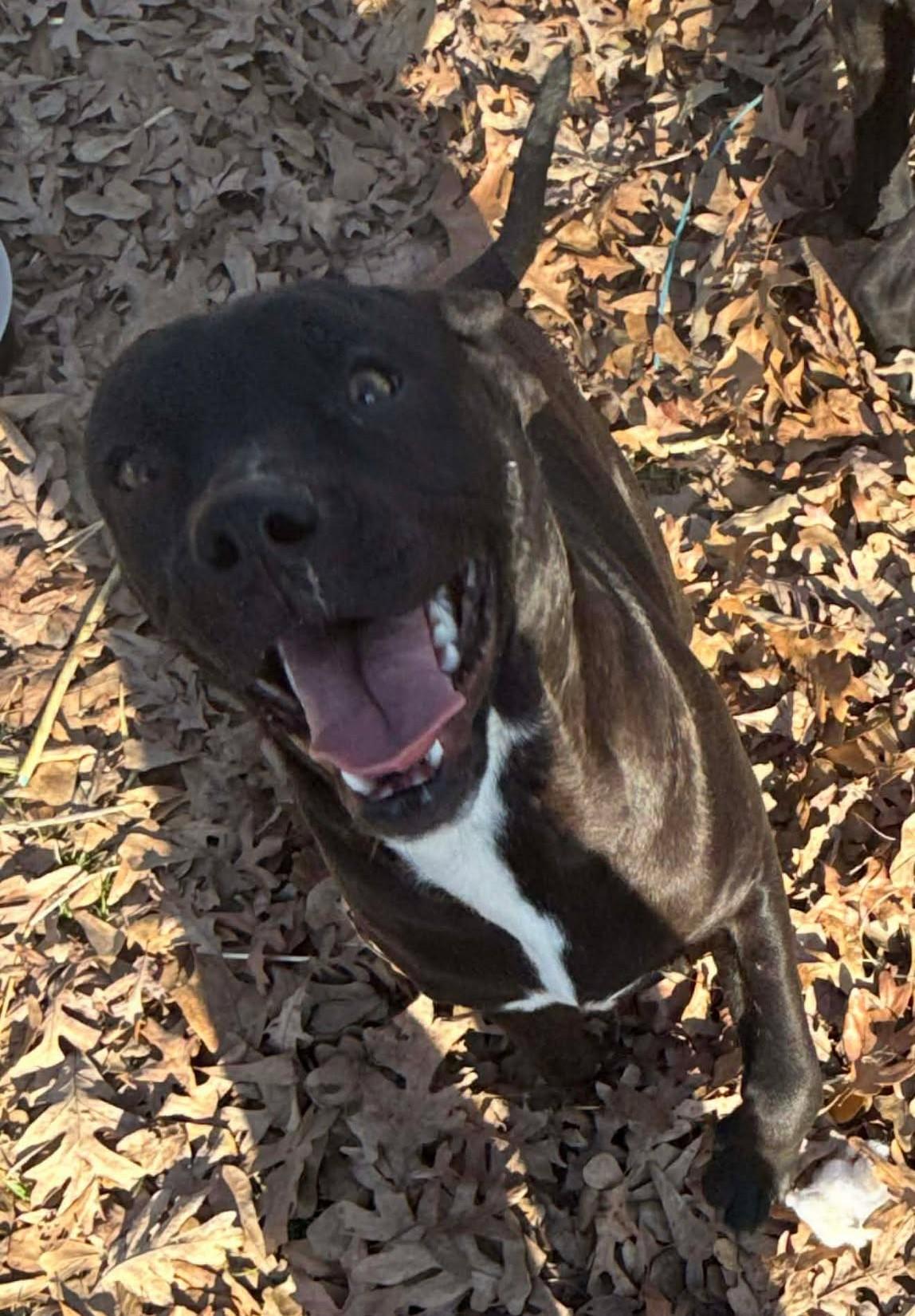 Enlarge Annie, a ADOPTABLE Mixed Breed in Northwood, NH image 2/3