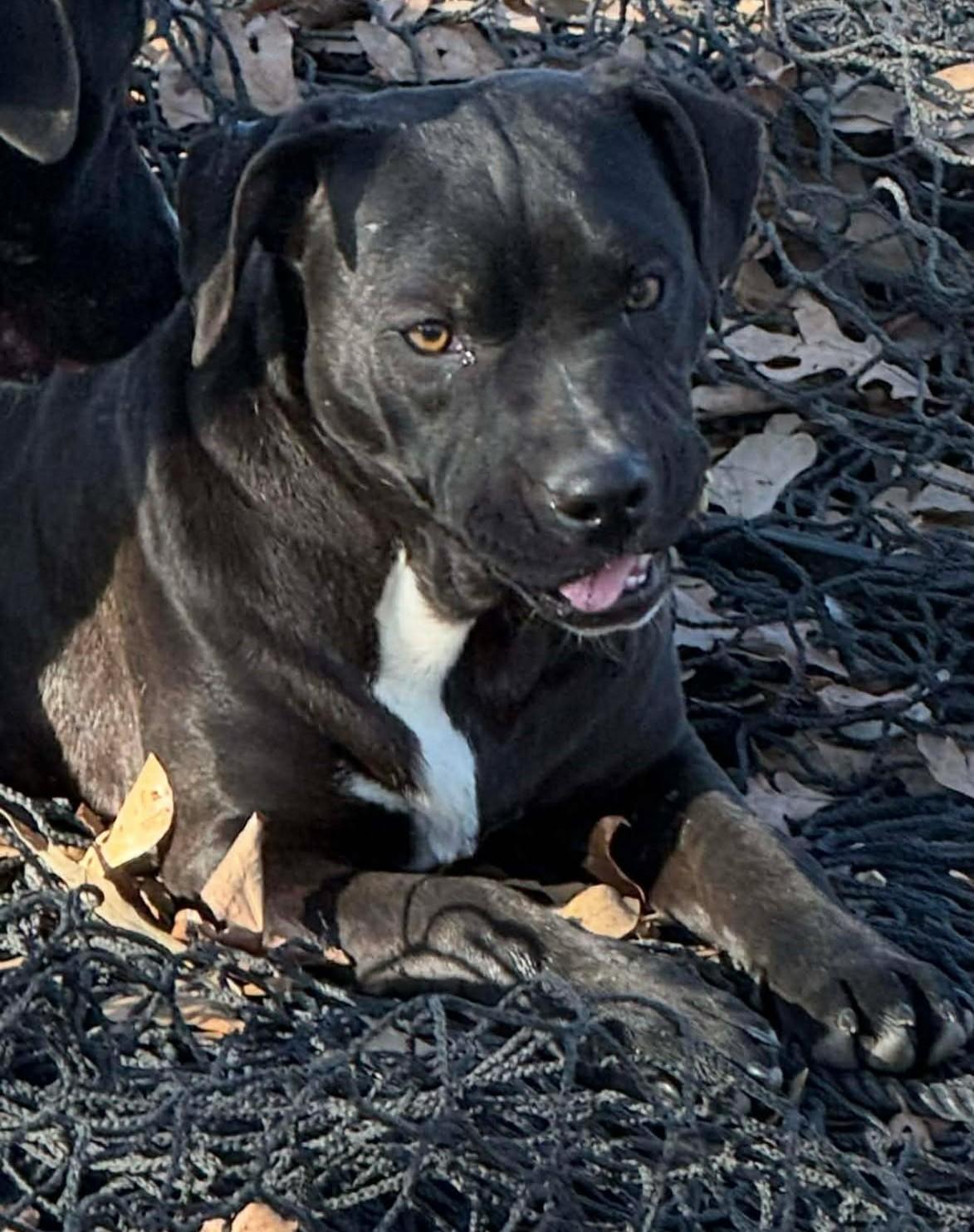 Enlarge Annie, a ADOPTABLE Mixed Breed in Northwood, NH image 3/3