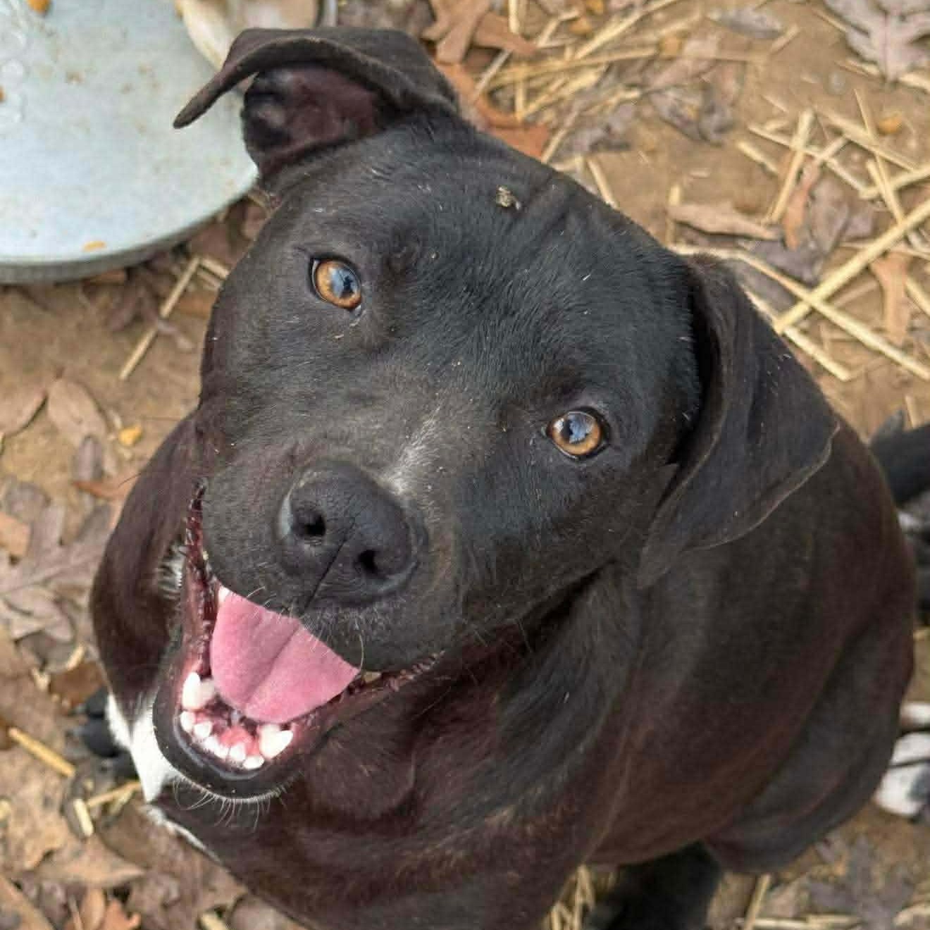 Annie, ADOPTABLE, Puppy Female Mixed Breed.