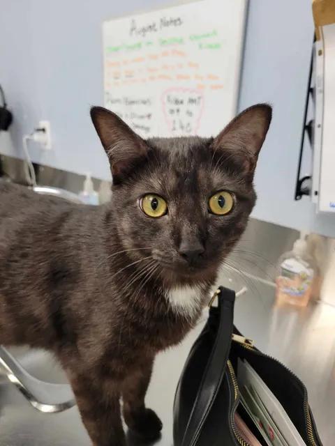 Lucky, a Adoptable Domestic Short Hair in Brooks, AB image 4/6