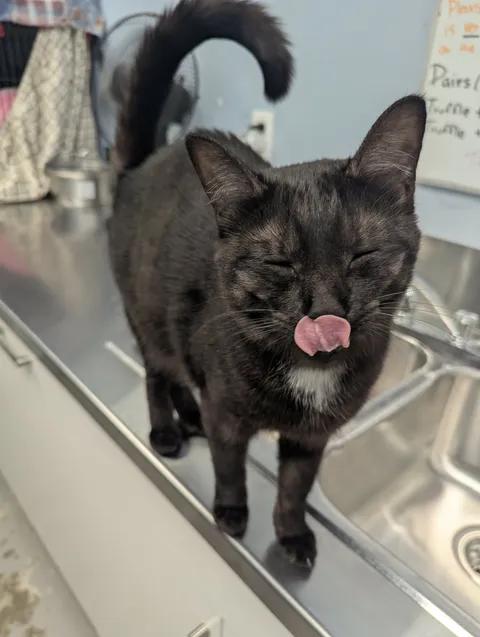 Lucky, a Adoptable Domestic Short Hair in Brooks, AB image 6/6