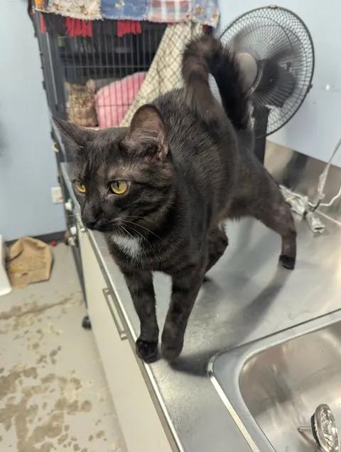 Lucky, a Adoptable Domestic Short Hair in Brooks, AB image 3/6