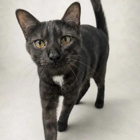 Lucky, a Adoptable Domestic Short Hair in Brooks, AB image 1/6