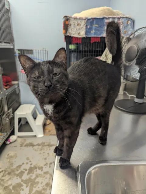 Lucky, a Adoptable Domestic Short Hair in Brooks, AB image 5/6