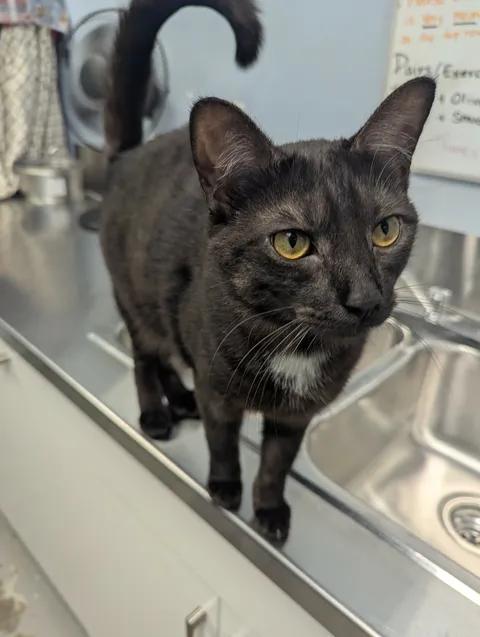 Lucky, a Adoptable Domestic Short Hair in Brooks, AB image 2/6