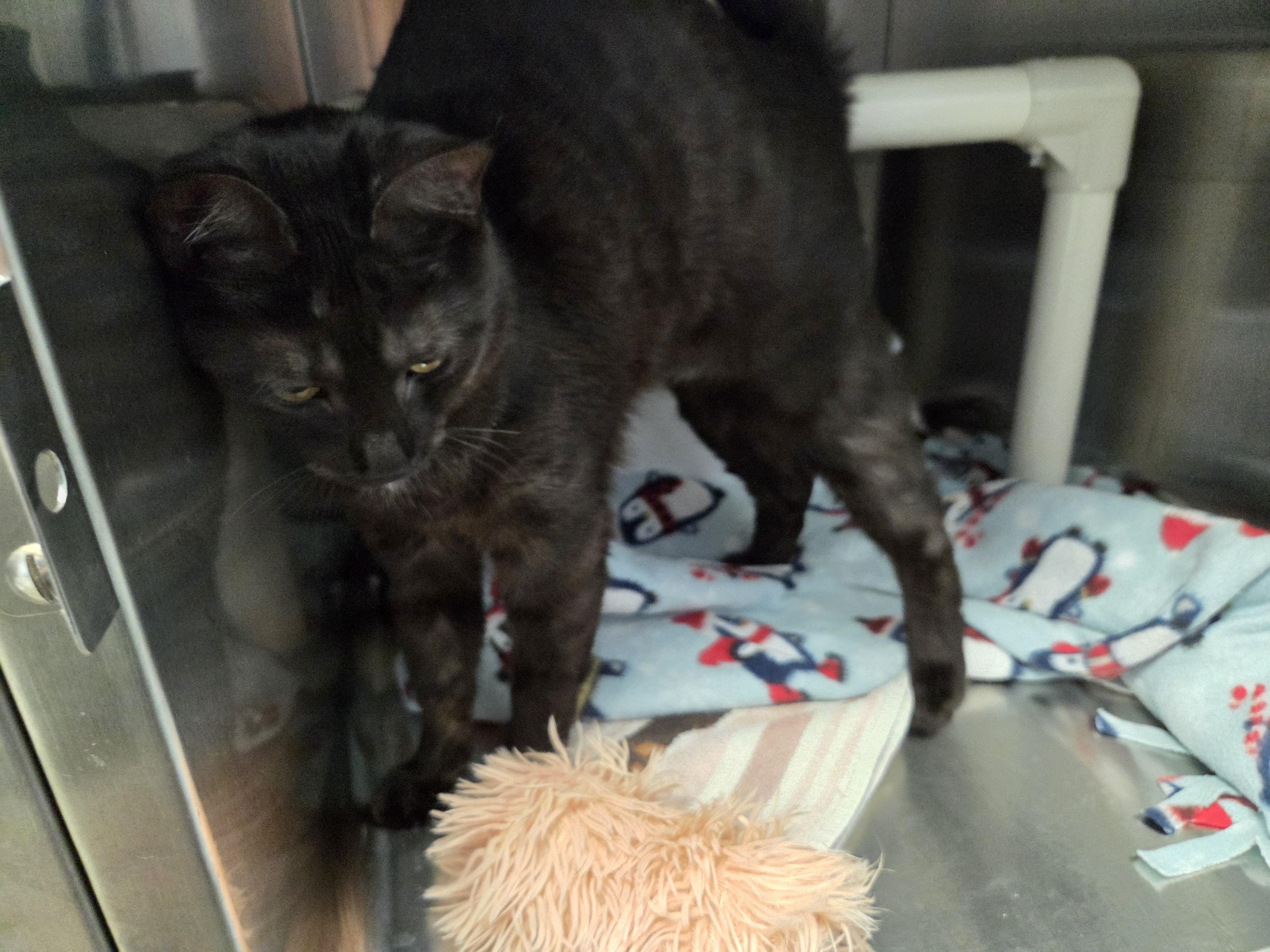 Enlarge Lucky, a Adoptable Domestic Short Hair in Brooks, AB image 1/1
