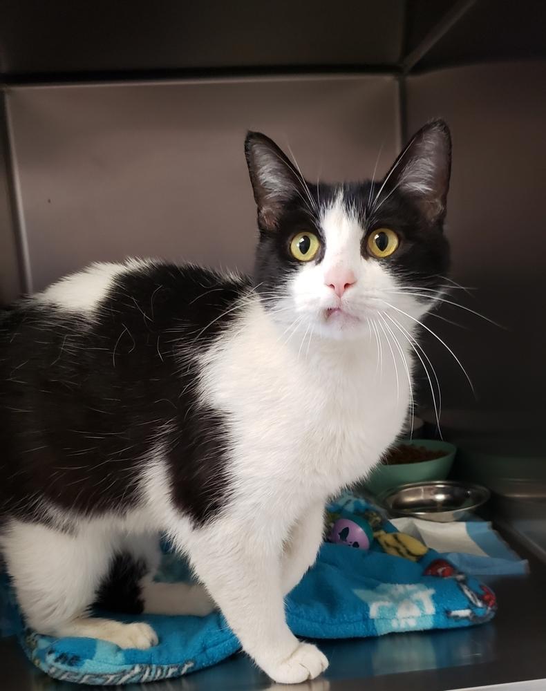 Mylene, Adult Female Domestic Short Hair