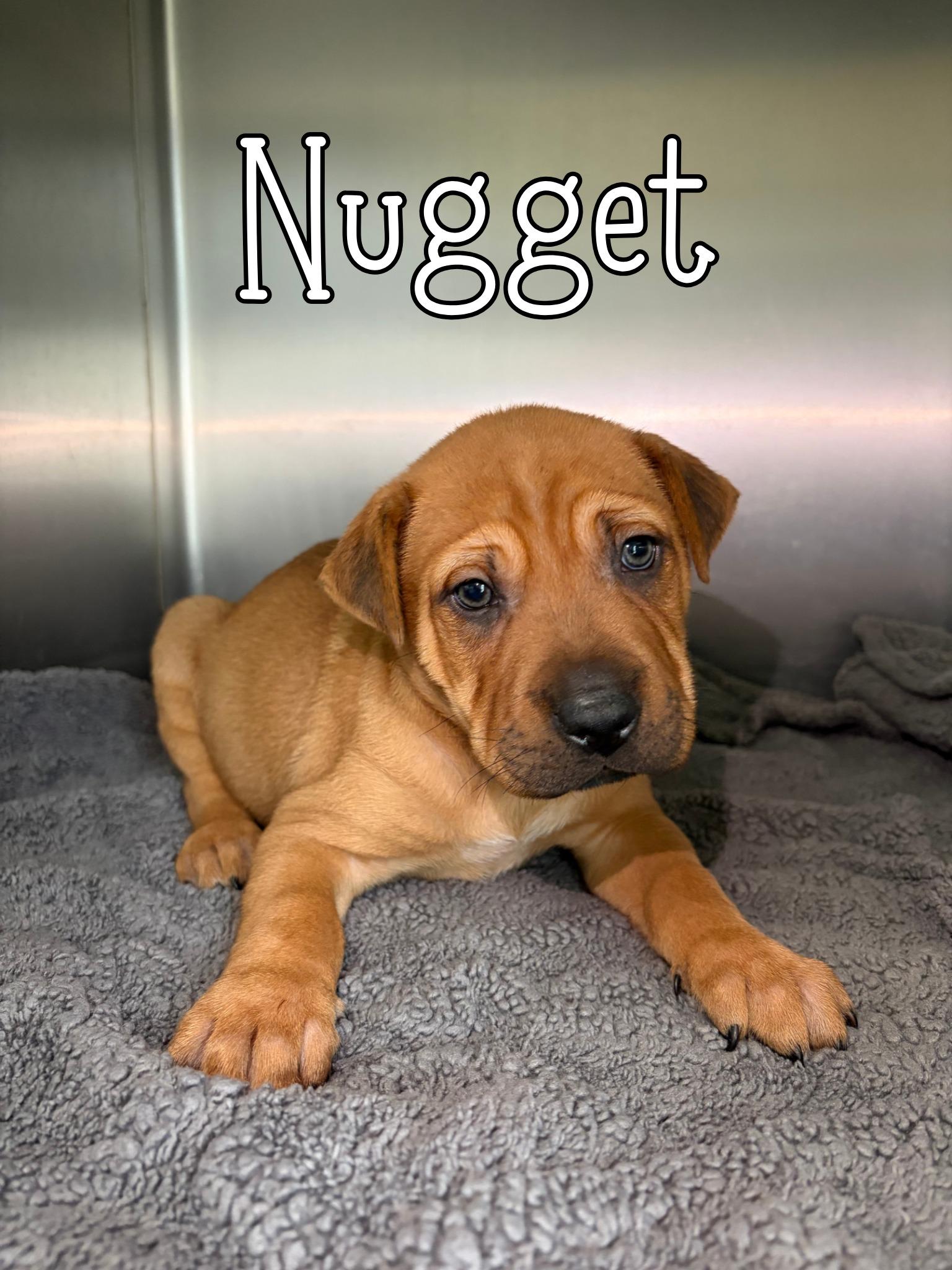 Enlarge Nugget, a ADOPTABLE mixed breed in Universal City, TX image 1/1