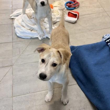 Ezra, Adoptable, Young Male Husky & Mixed Breed.