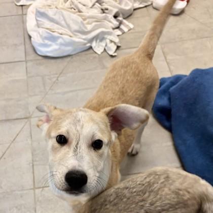 Ezra, a Adoptable mixed breed in San Francisco, CA image 2/3