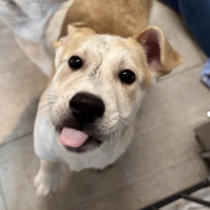 Ezra, a Adoptable mixed breed in San Francisco, CA image 3/3