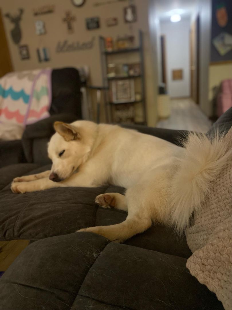 Betty White, a Adopted mixed breed in Edgar, WI image 1/5