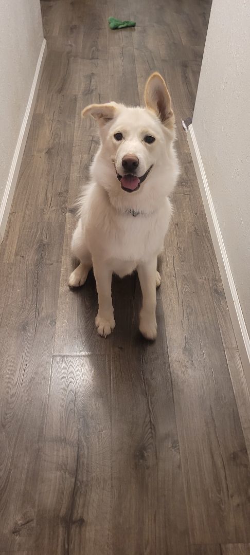 Betty White, a Adopted mixed breed in Edgar, WI image 3/5