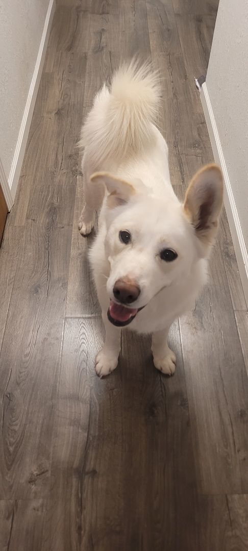 Betty White, a Adopted mixed breed in Edgar, WI image 4/5