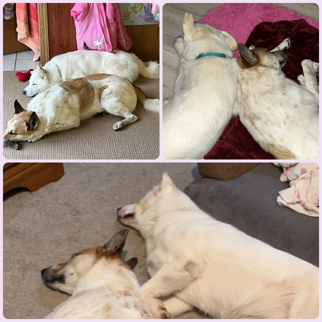 Betty White, a Adopted mixed breed in Edgar, WI image 5/5