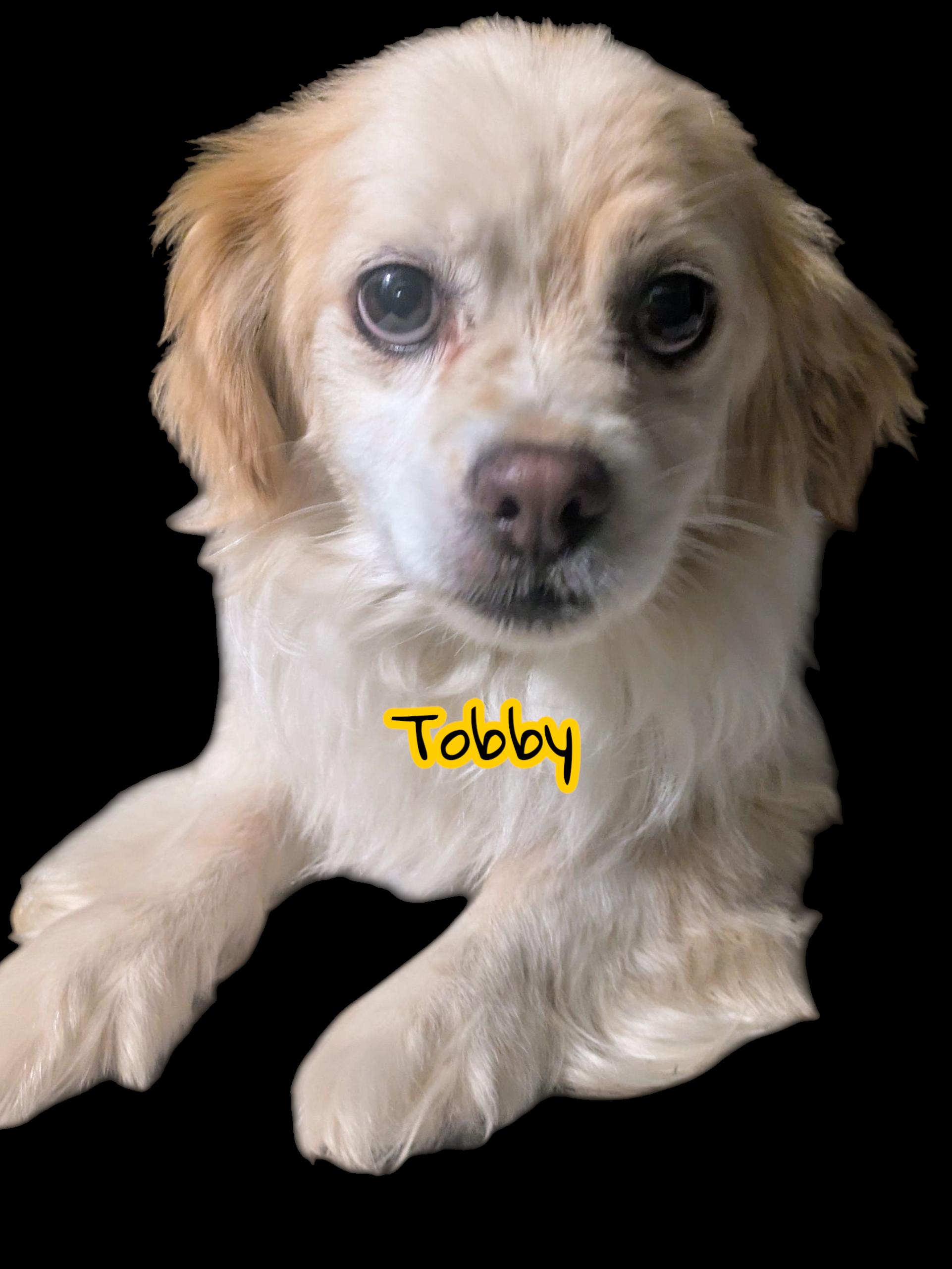 Tobby, Adoptable, Young Male Pekingese & Cocker Spaniel.
