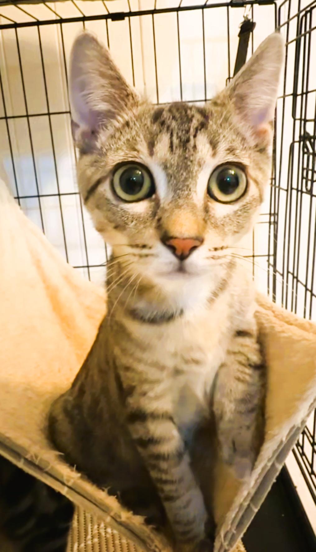 Charlie, a Adoptable Domestic Short Hair in South Ozone Park, NY image 1/4