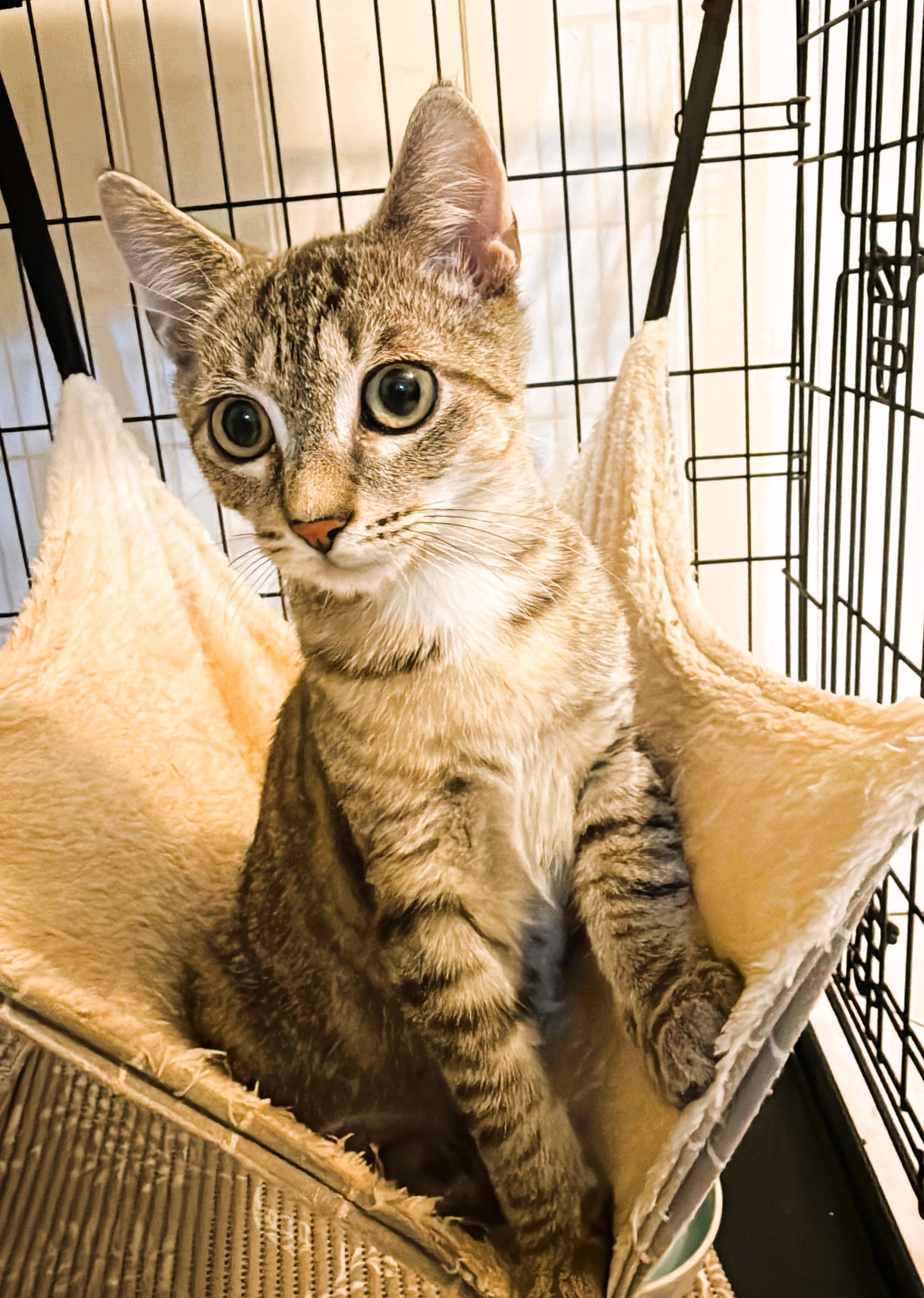 Charlie, a Adoptable Domestic Short Hair in South Ozone Park, NY image 2/4