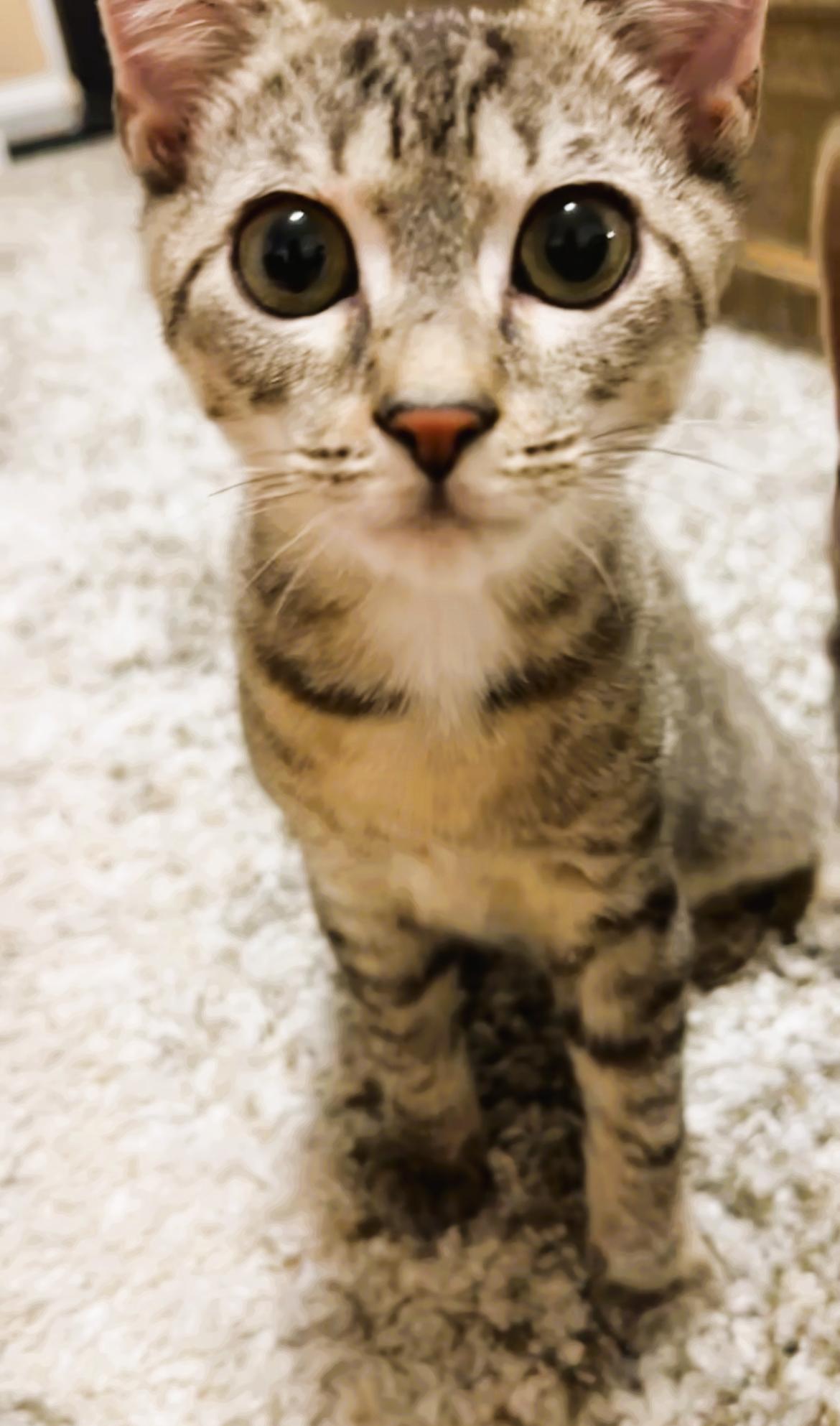 Charlie, a Adoptable Domestic Short Hair in South Ozone Park, NY image 4/4