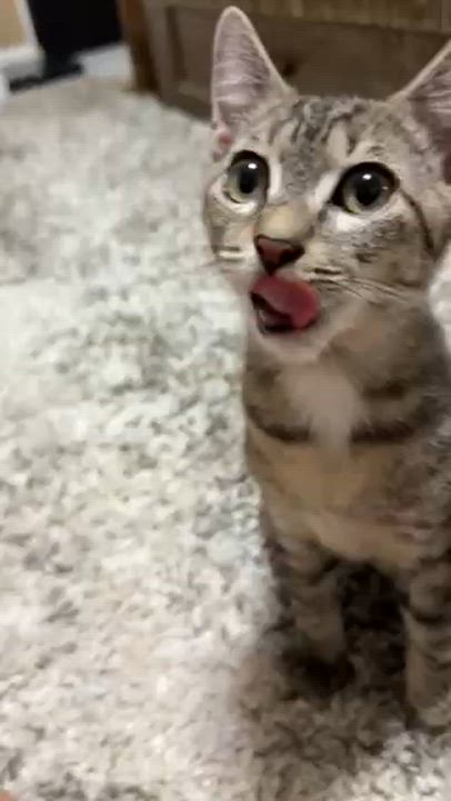 Enlarge Charlie, a Adoptable Domestic Short Hair in South Ozone Park, NY video 3/4