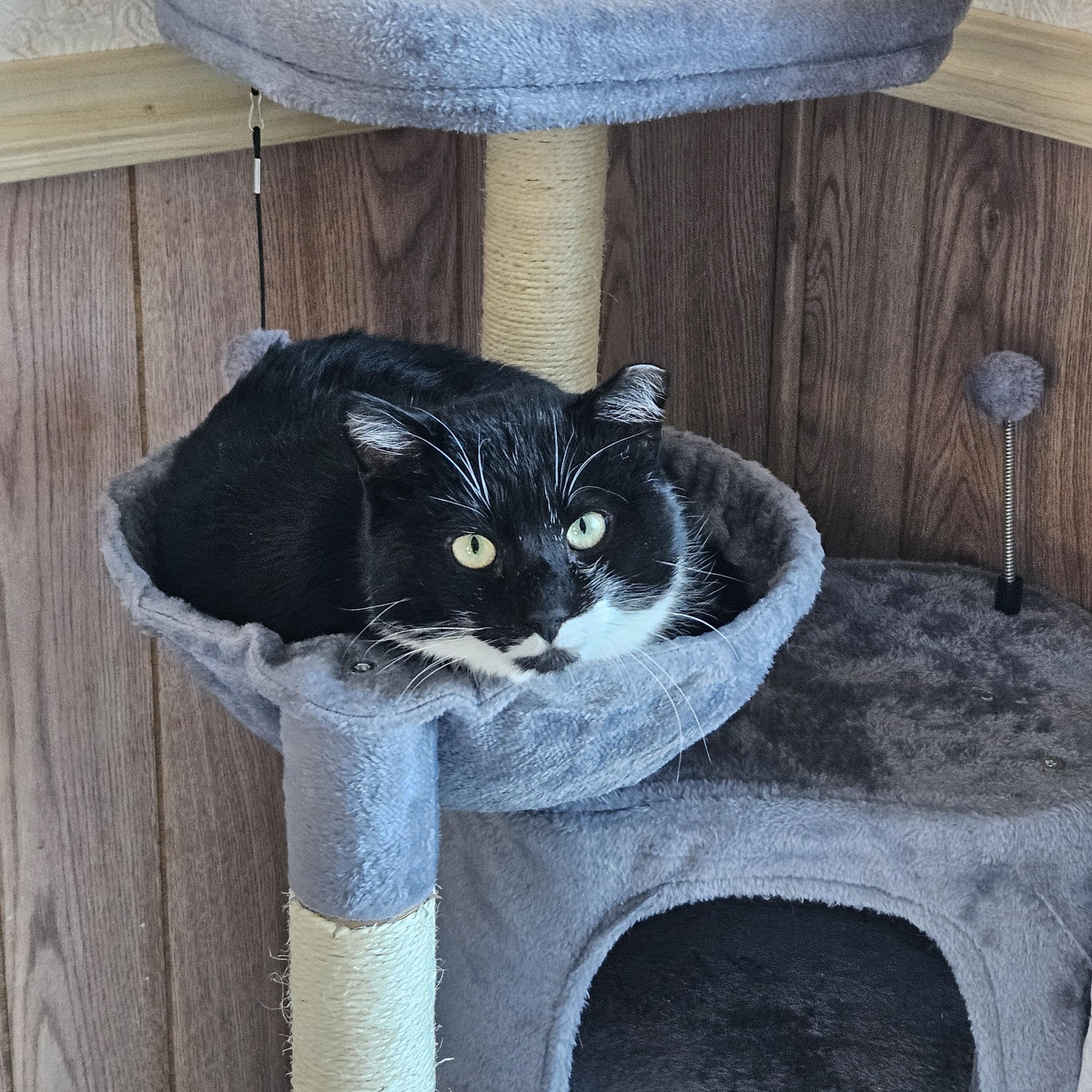 Enlarge Stache, a ADOPTABLE Domestic Short Hair in White Marsh, MD image 3/5