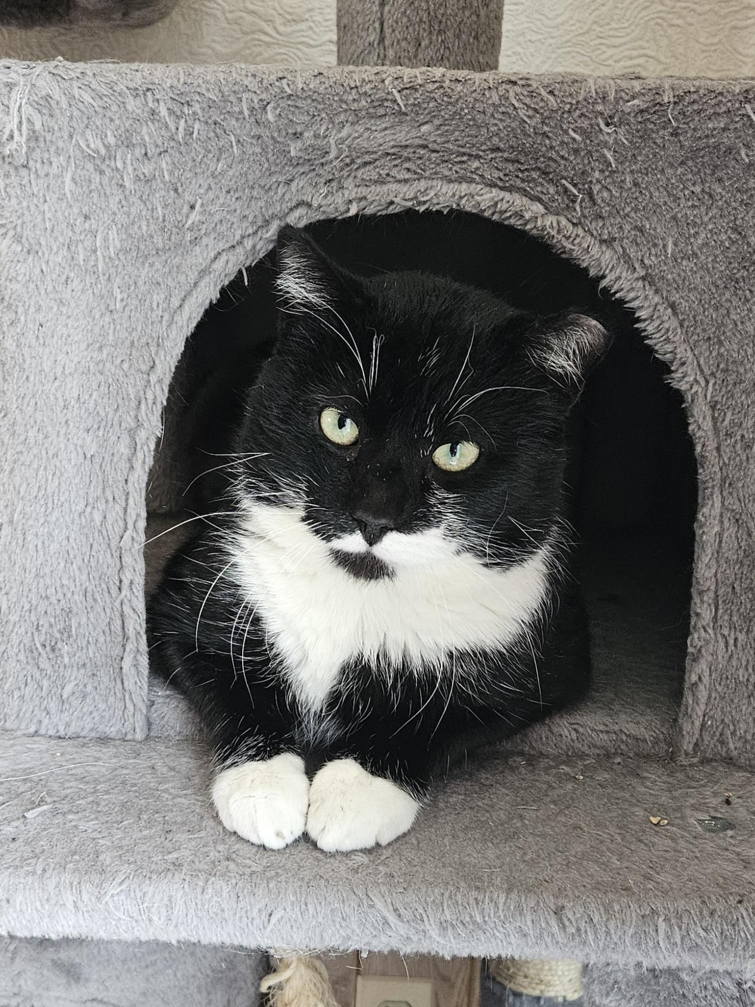 Stache, ADOPTABLE, Adult Male Domestic Short Hair.