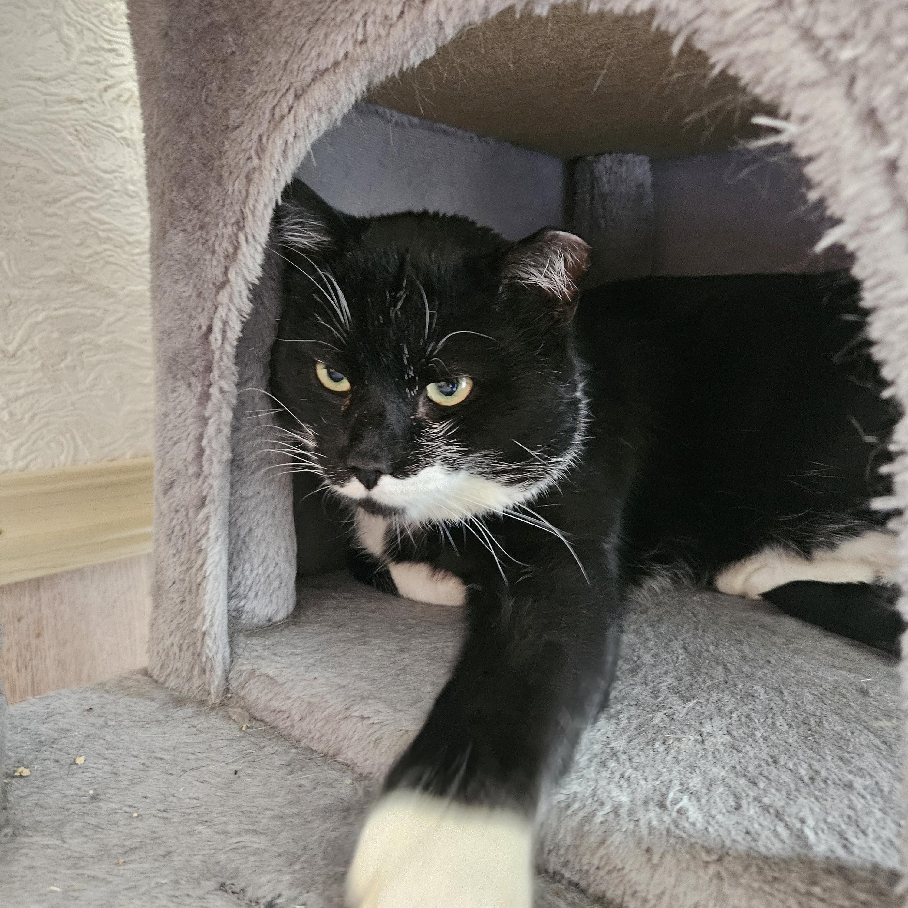 Enlarge Stache, a ADOPTABLE Domestic Short Hair in White Marsh, MD image 4/5