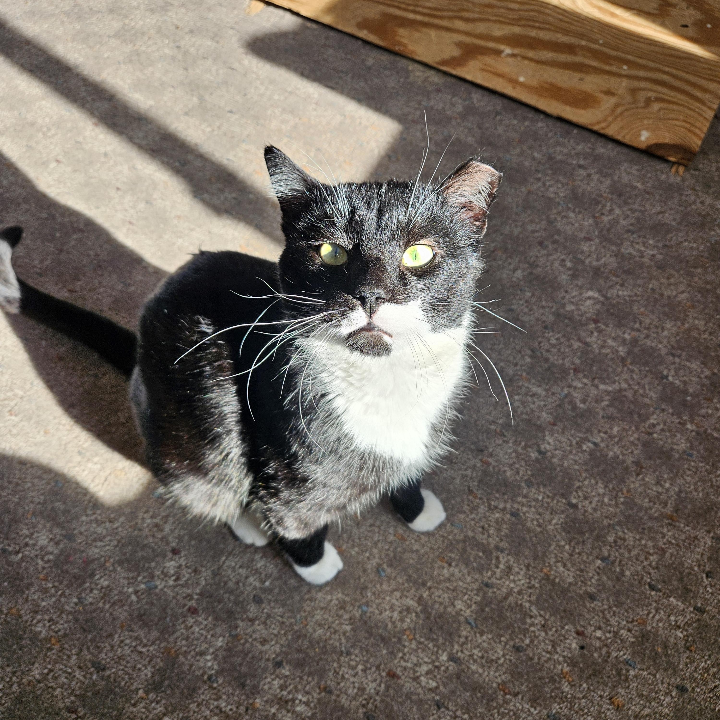 Enlarge Stache, a ADOPTABLE Domestic Short Hair in White Marsh, MD image 5/5