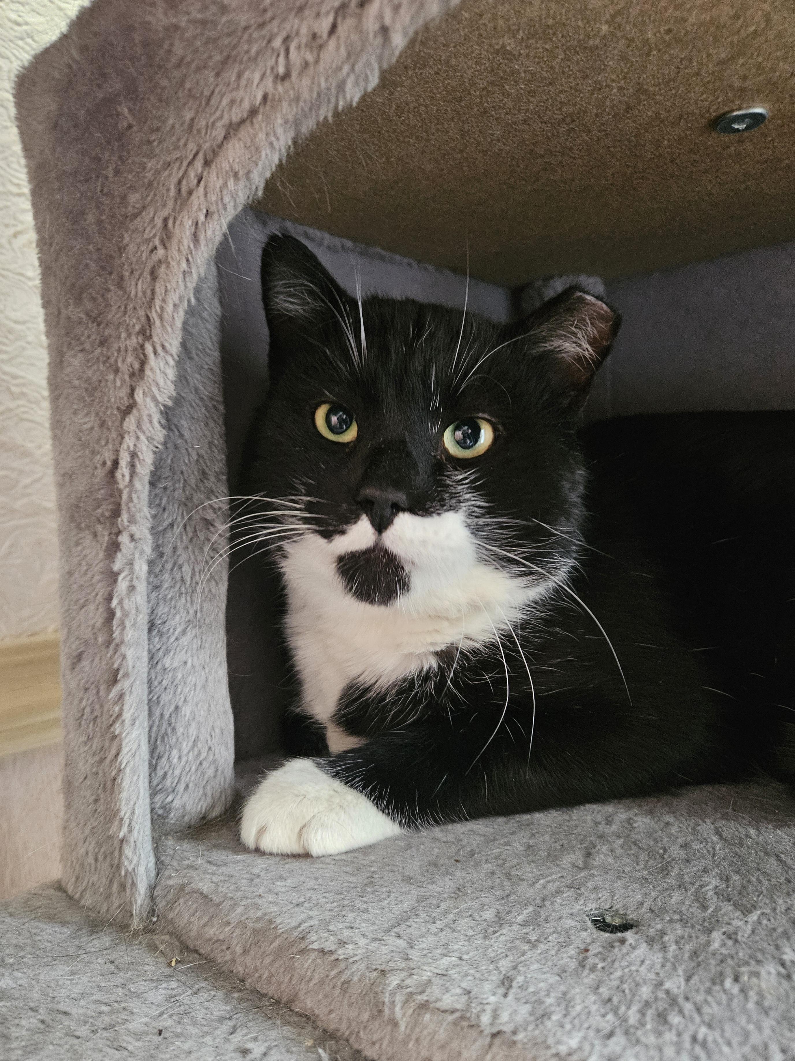 Enlarge Stache, a ADOPTABLE Domestic Short Hair in White Marsh, MD image 2/5