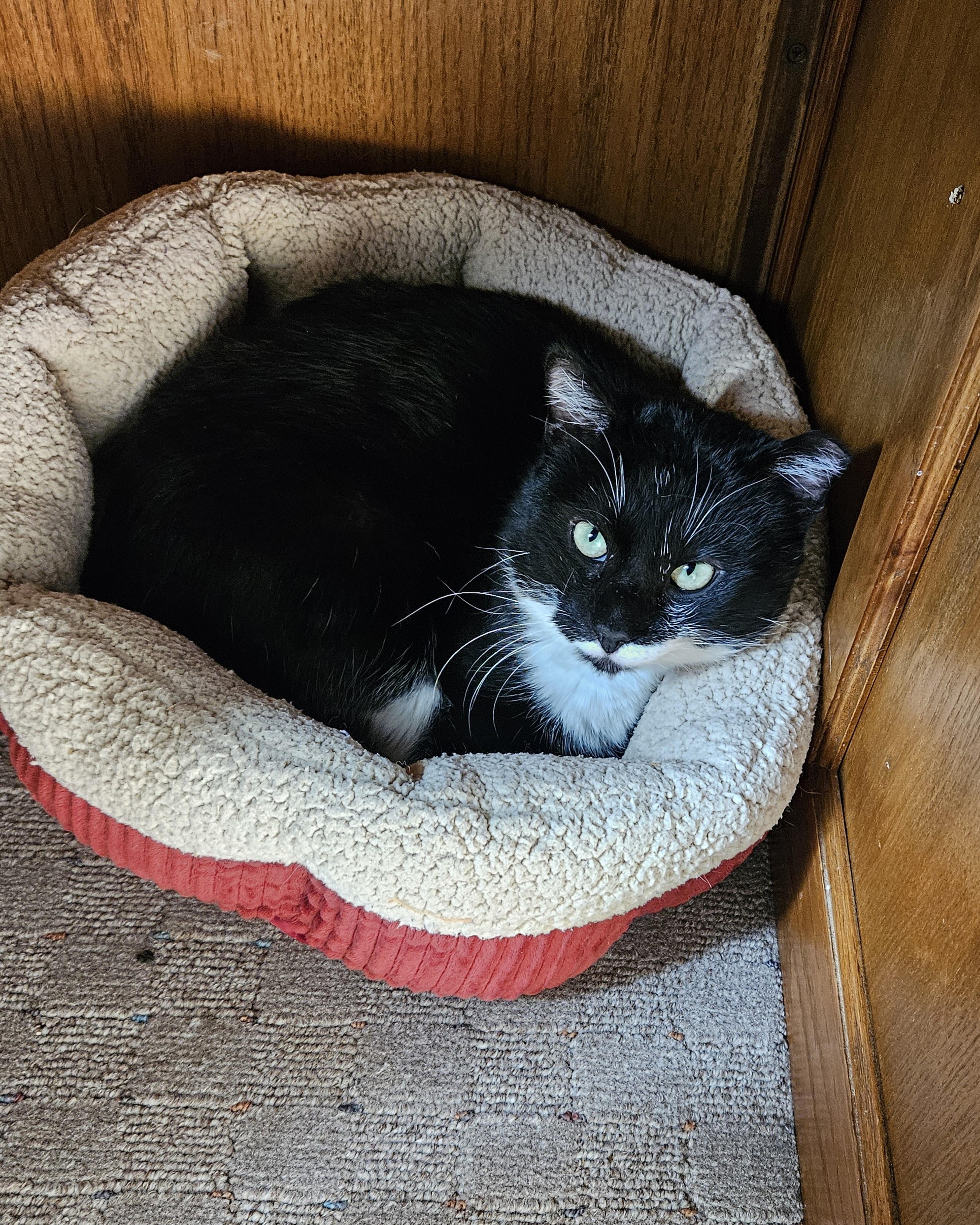 Enlarge Stache, a ADOPTABLE Domestic Short Hair in White Marsh, MD image 5/5