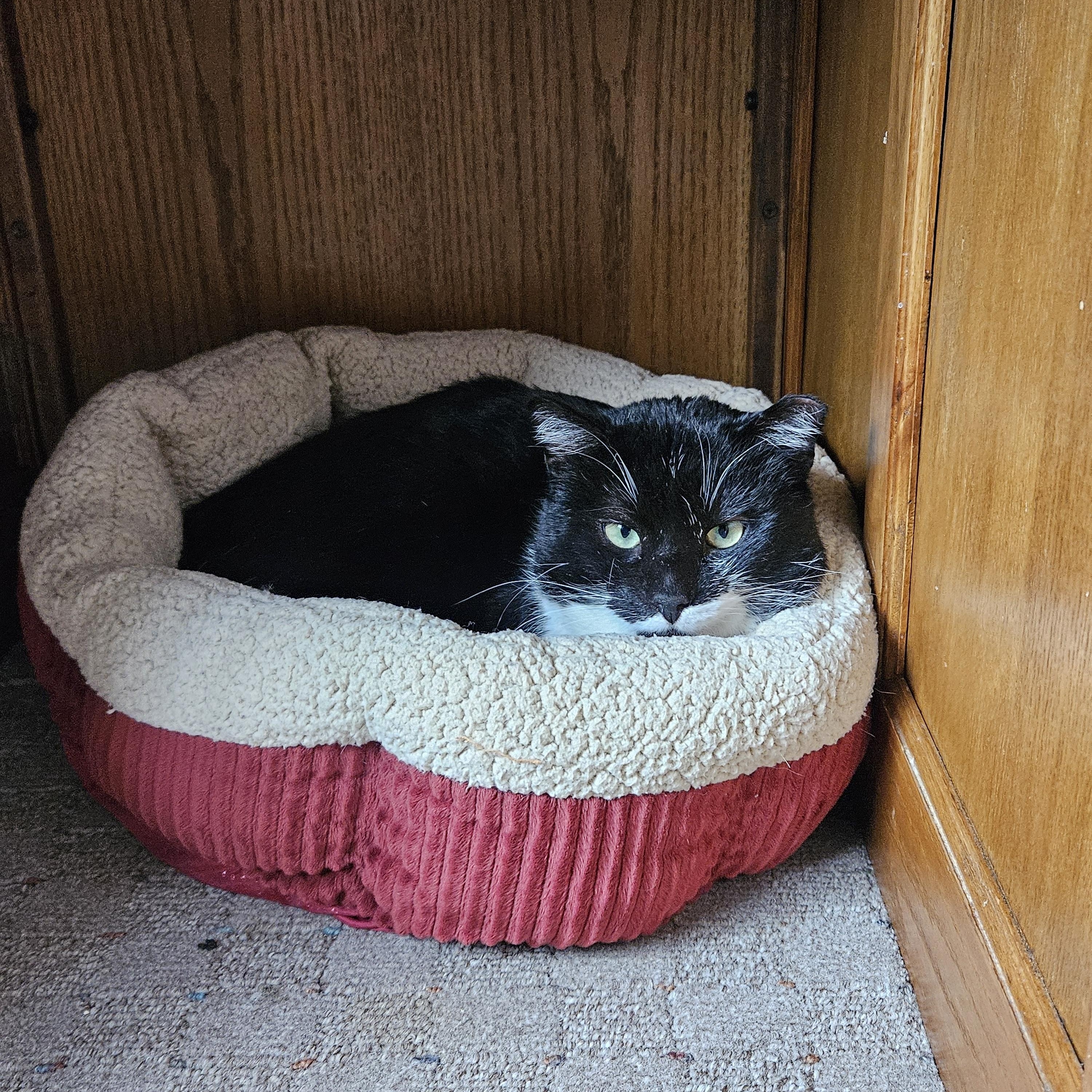 Enlarge Stache, a ADOPTABLE Domestic Short Hair in White Marsh, MD image 4/5
