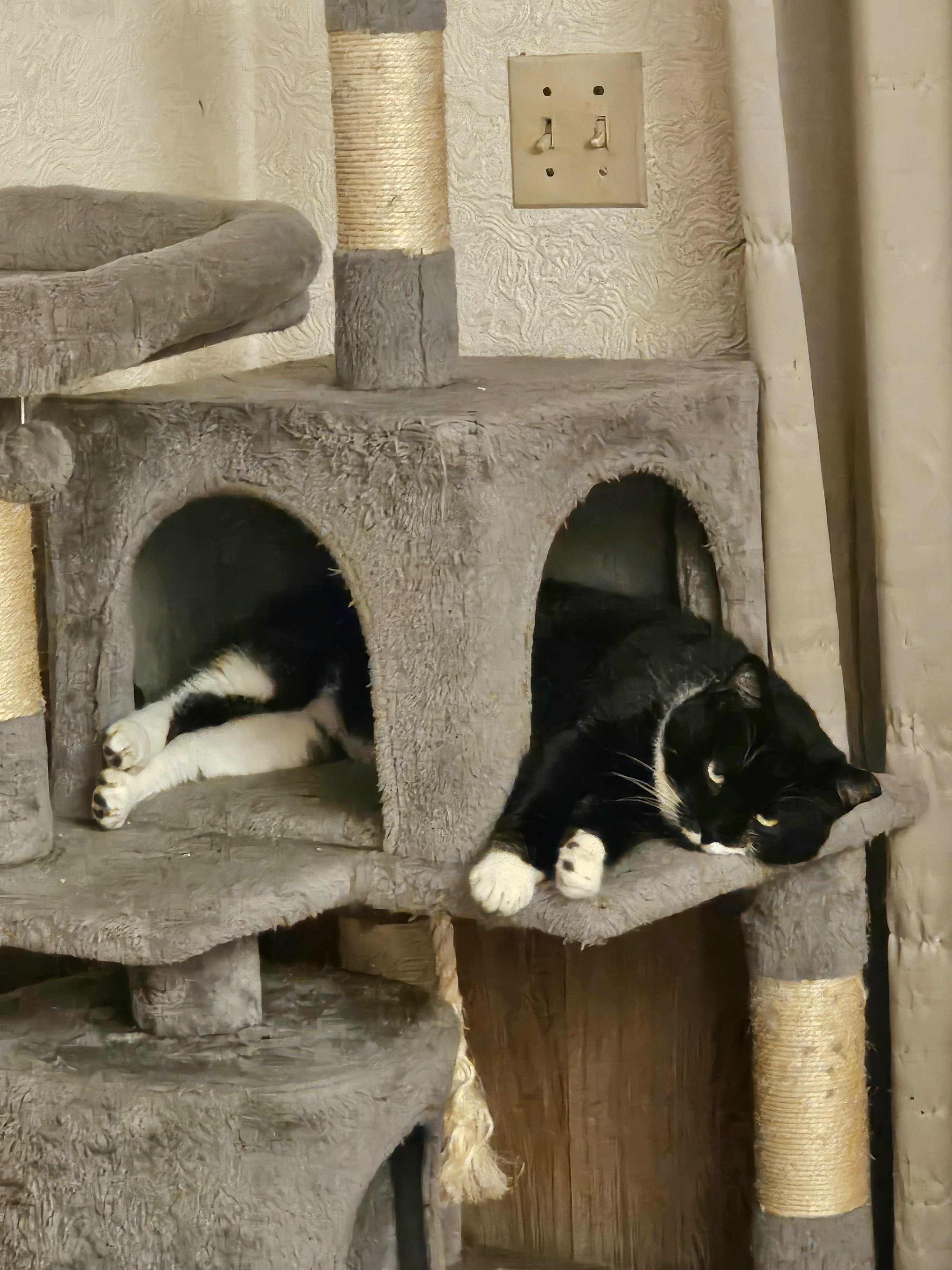 Enlarge Stache, a ADOPTABLE Domestic Short Hair in White Marsh, MD image 3/5