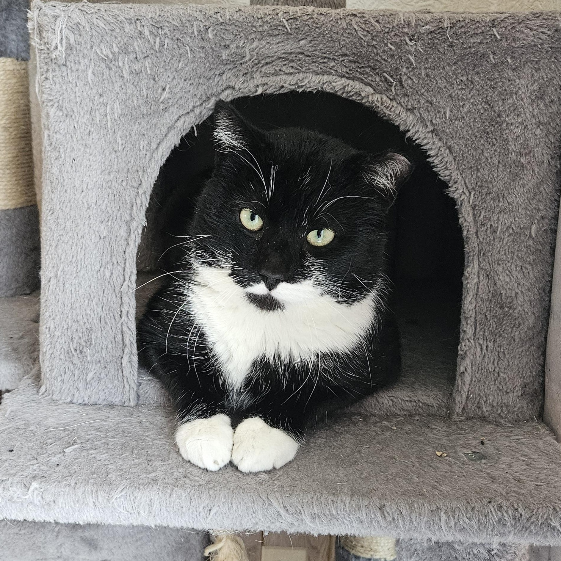 Stache, ADOPTABLE, Adult Male Domestic Short Hair.