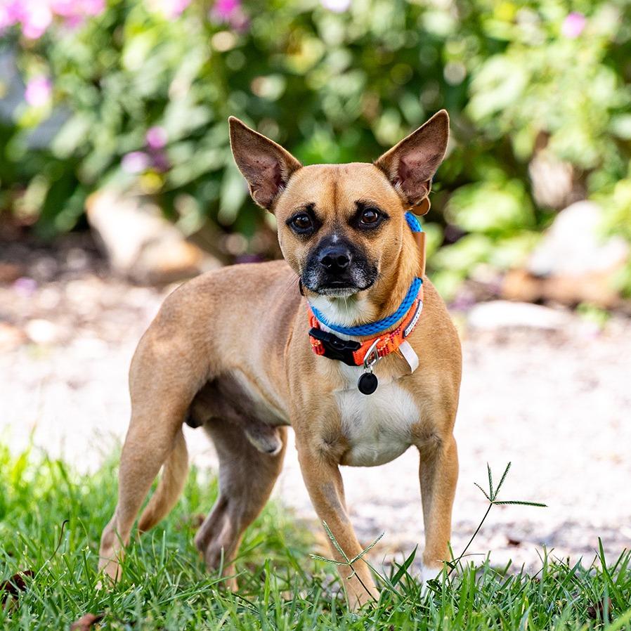 Enlarge Duke, a Adoptable mixed breed in Council Bluffs, IA image 1/5
