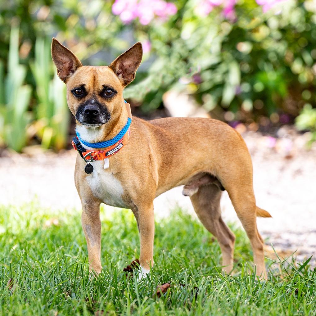 Enlarge Duke, a Adoptable mixed breed in Council Bluffs, IA image 2/5