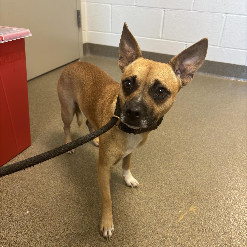 Enlarge Duke, a Adoptable mixed breed in Council Bluffs, IA image 3/5