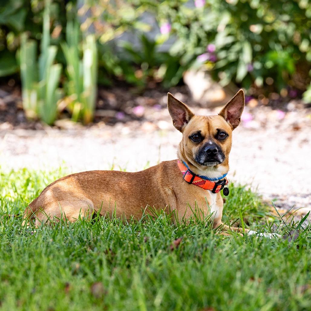 Enlarge Duke, a Adoptable mixed breed in Council Bluffs, IA image 4/5
