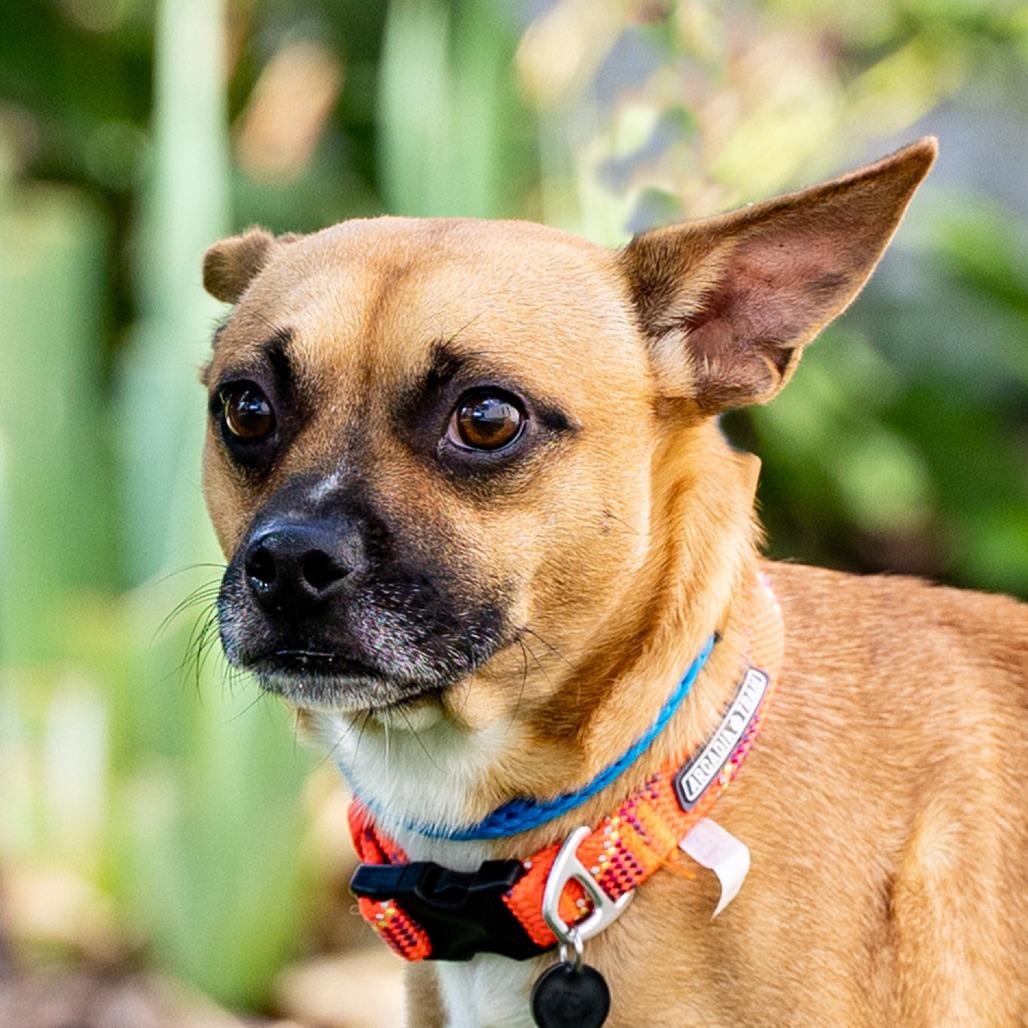 Enlarge Duke, a Adoptable mixed breed in Council Bluffs, IA image 5/5