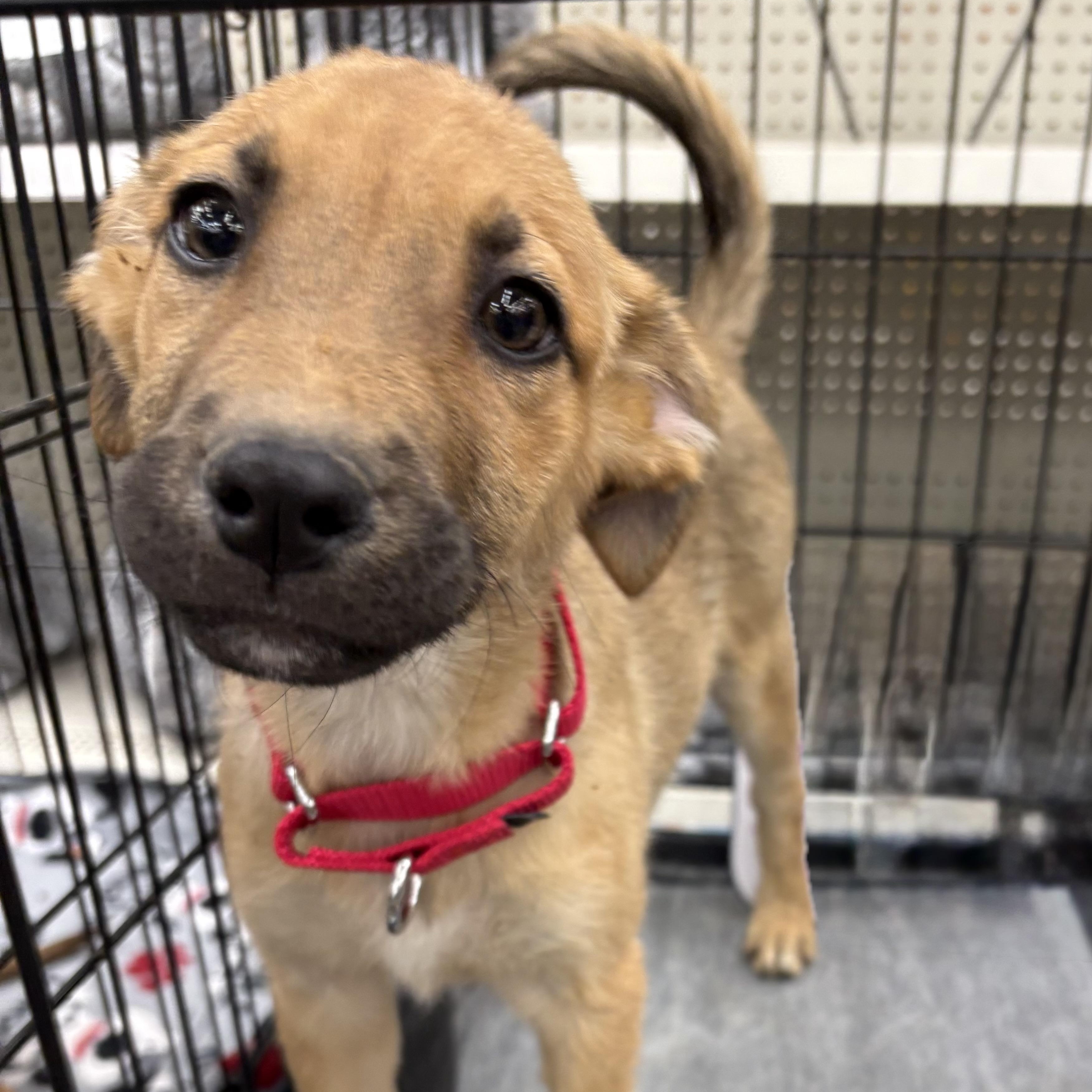 Enlarge Gema, a ADOPTABLE mixed breed in Coldwater, MI image 1/2