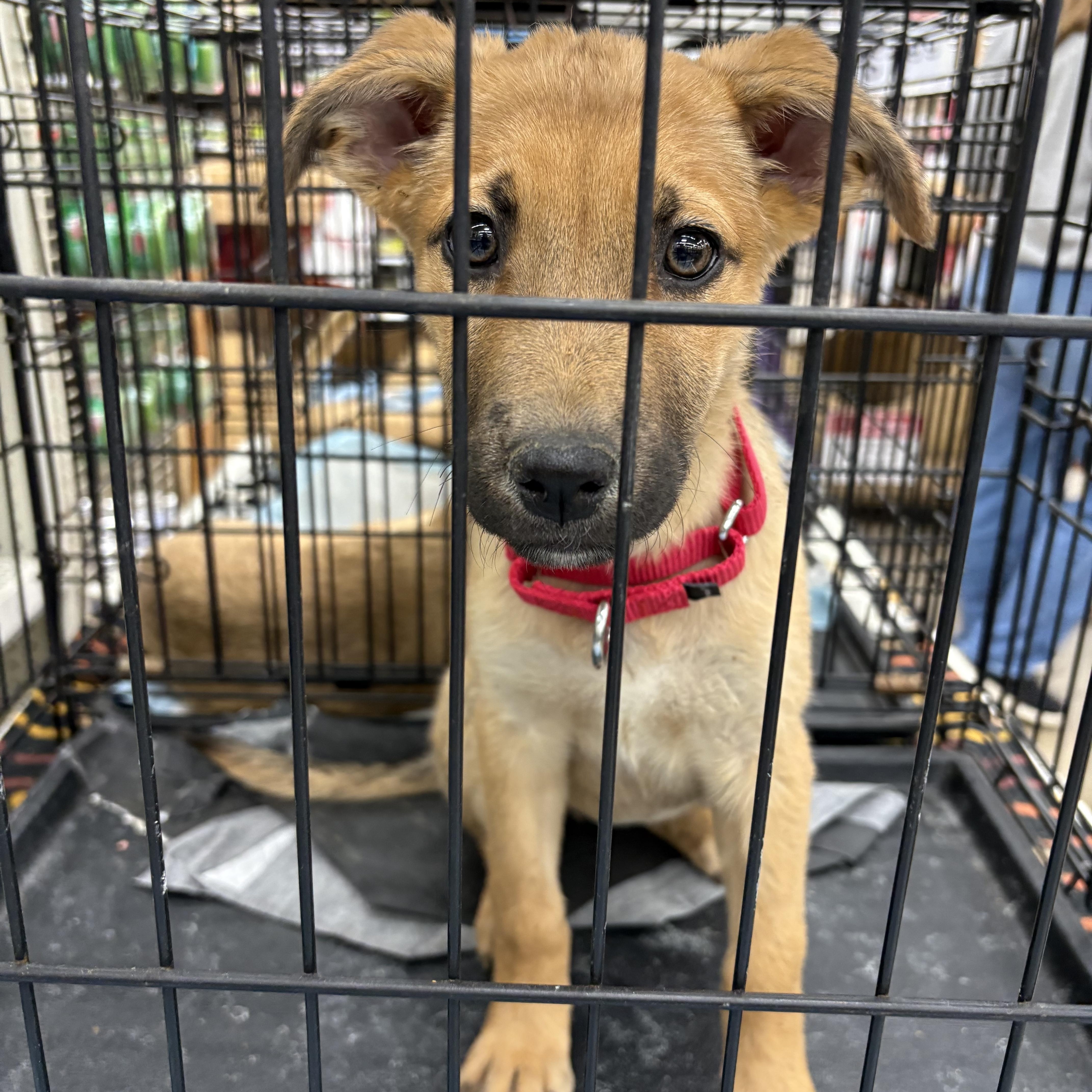 Enlarge Gema, a ADOPTABLE mixed breed in Coldwater, MI image 2/2